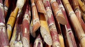 sugarcane