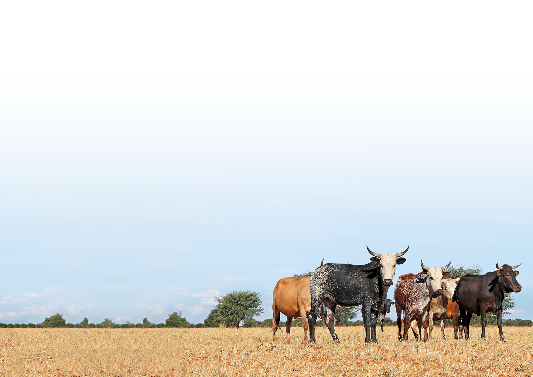 Credits @shutterstock