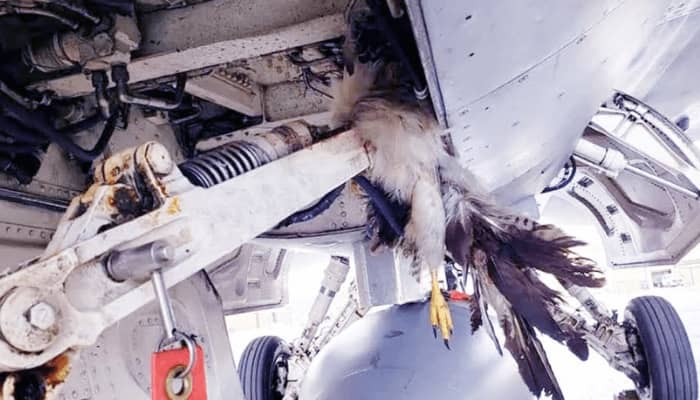 Bird-Strike