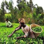 Agricultural trade swings to N56bn deficit as export earnings collapse