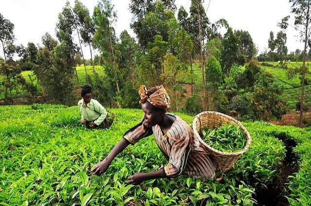 agric (6)